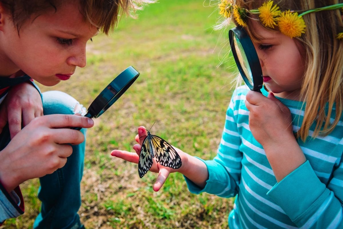 children watch butterfly with magnifying glass